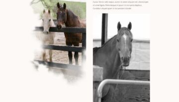 horse-riding-landing-page-721x2323